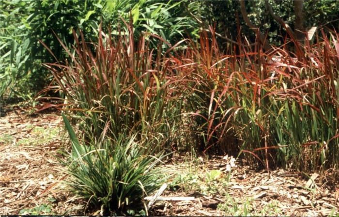 Plant photo of: Imperata cylindrica 'Rubra'