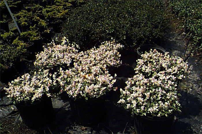 Plant photo of: Trachelospermum asiaticum
