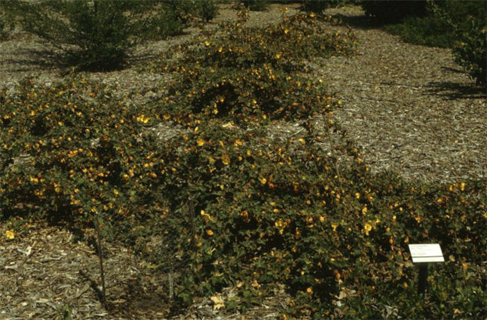 Plant photo of: Fremontodendron 'Ken Taylor'