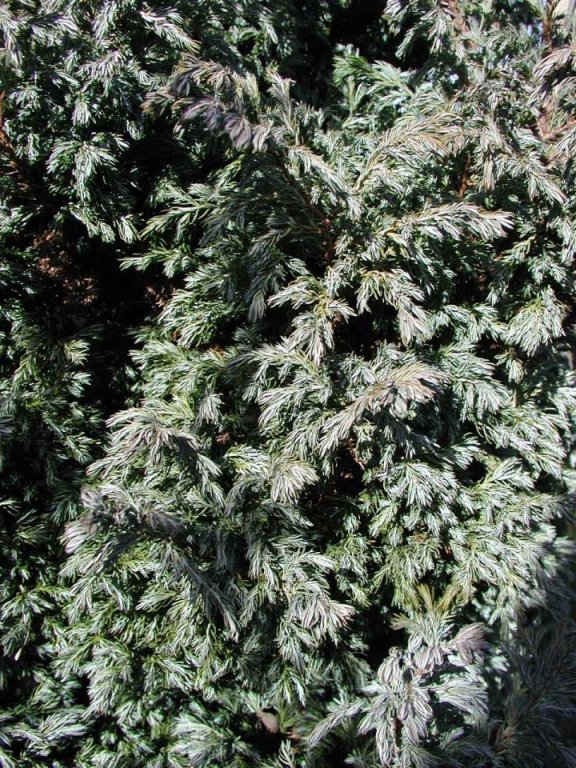 Plant photo of: Eremophila maculata v. brevifolia
