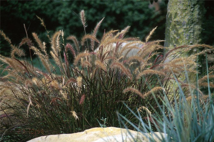 Eaton Canyon Dwarf Fountain Grass