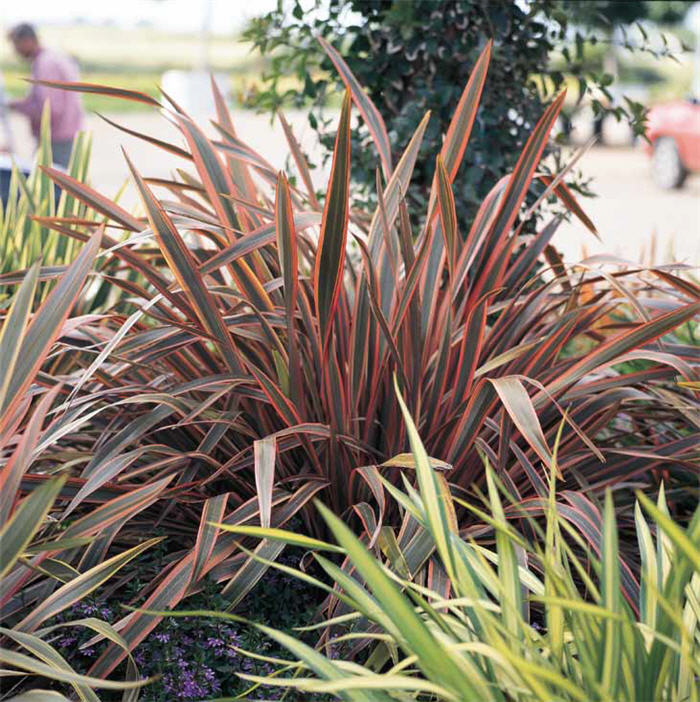 Plant photo of: Phormium 'Pink Stripe'