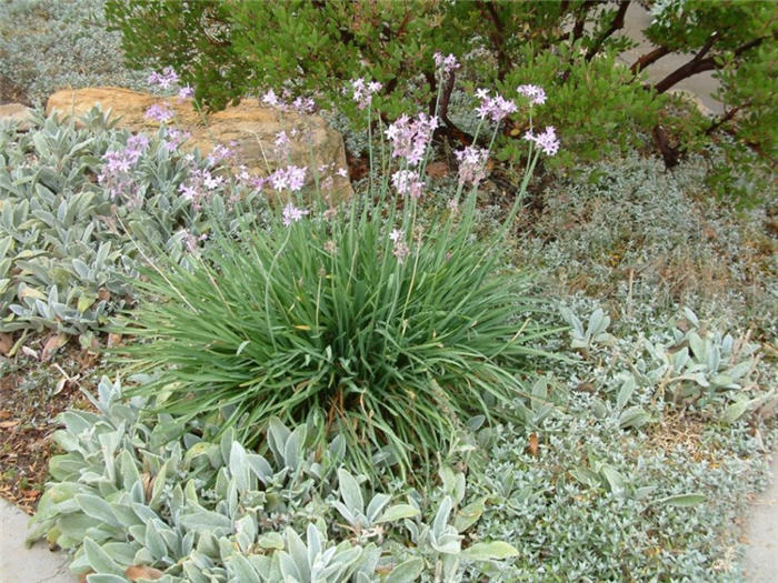 Plant photo of: Tulbaghia violacea