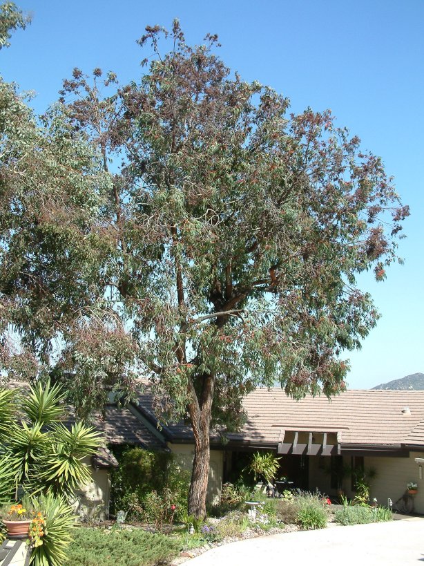 Plant photo of: Eucalyptus torquata