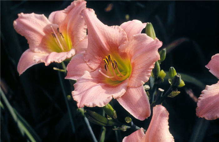 Plant photo of: Hemerocallis 'Judith'