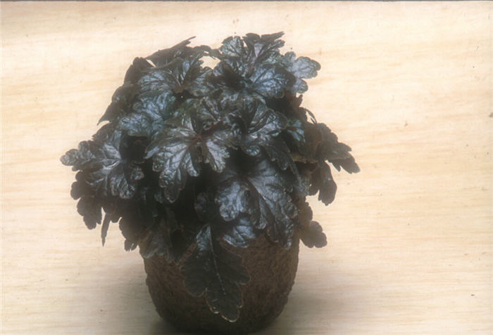 Plant photo of: Heuchera 'Burnished Bronze'