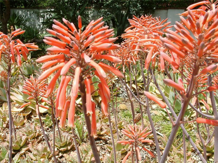 Aloe saponaria