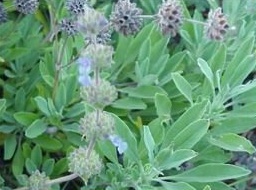 Plant photo of: Salvia sonomensis
