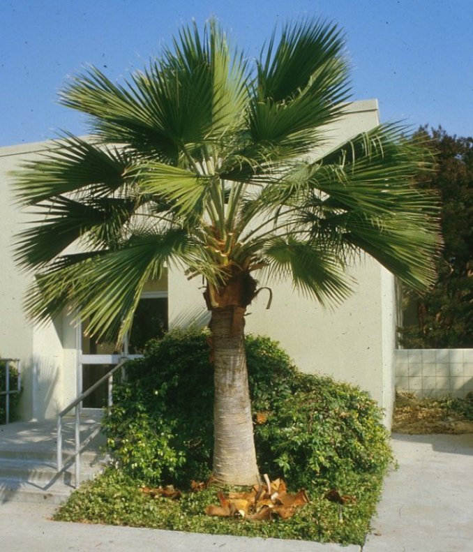 Guadalupe (Fan) Palm