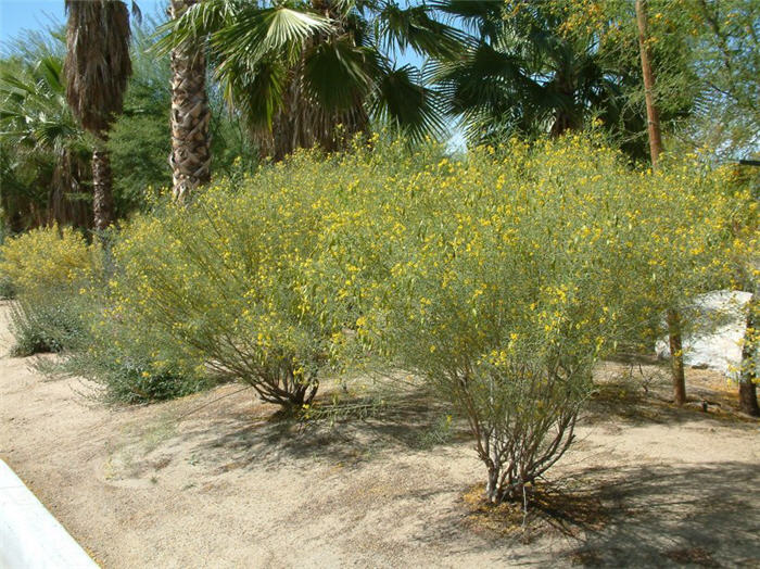 Plant photo of: Senna artemisiodes