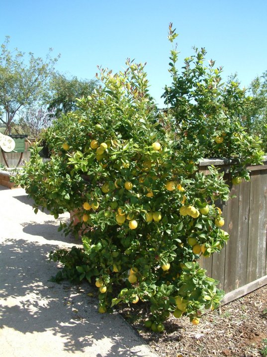 Plant photo of: Citrus meyeri 'Improved'