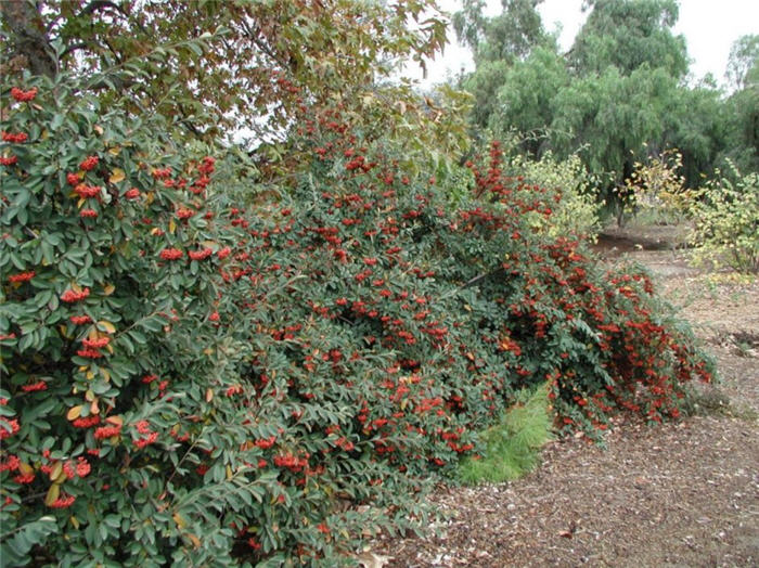 Red Clusterberry Cotoneaster