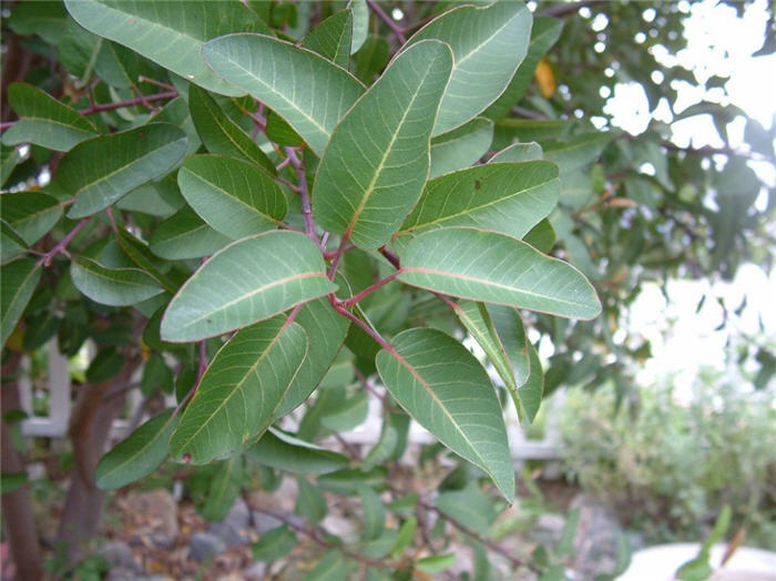 Plant photo of: Malosma laurina