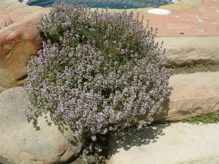 Thymus praecox arcticus 'Purple Carpet'