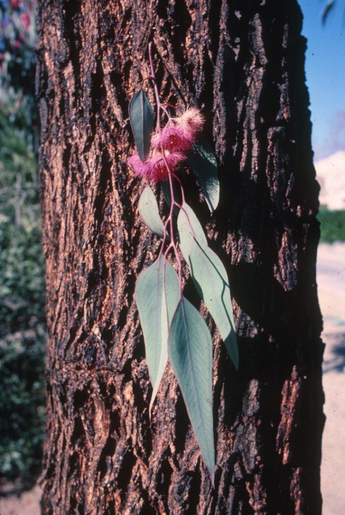 Plant photo of: Eucalyptus sideroxylon