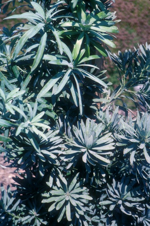 Plant photo of: Podocarpus latifolius