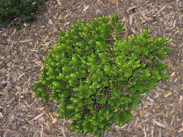 Hebe buxifolia 'Nana'