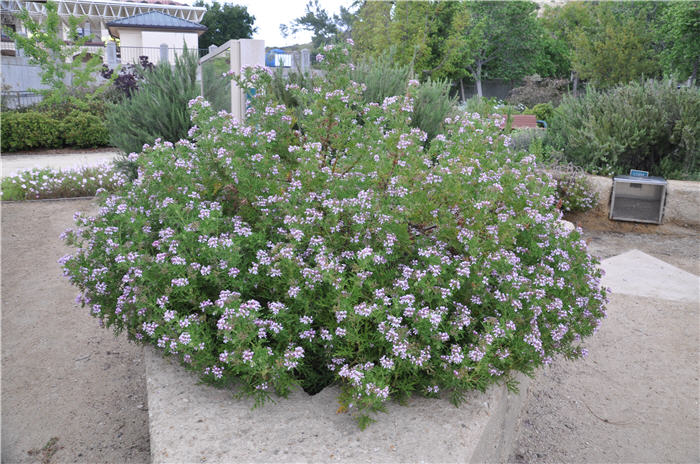 Plant photo of: Pelargonium graveolens