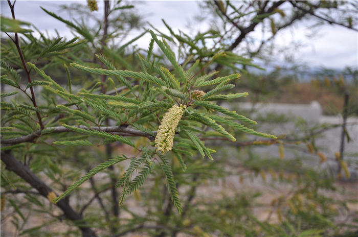 Plant photo of: Prosopis chilensis