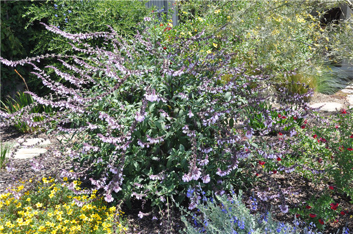 Plant photo of: Salvia 'Waverly'