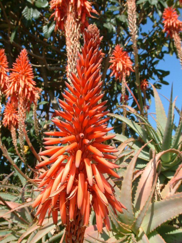 Plant photo of: Aloe arborescens