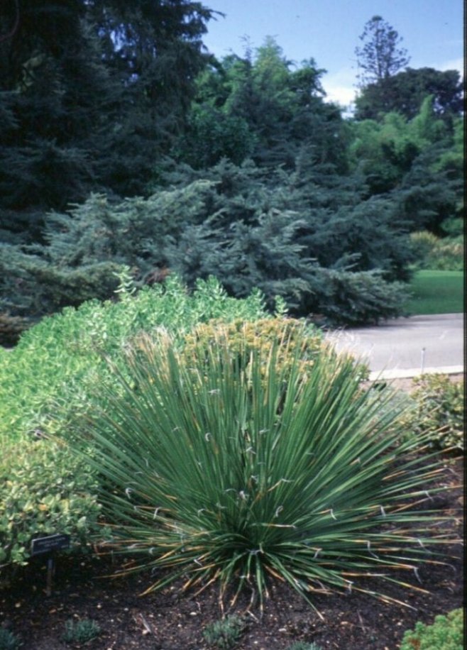 Plant photo of: Dasylirion acrotriche