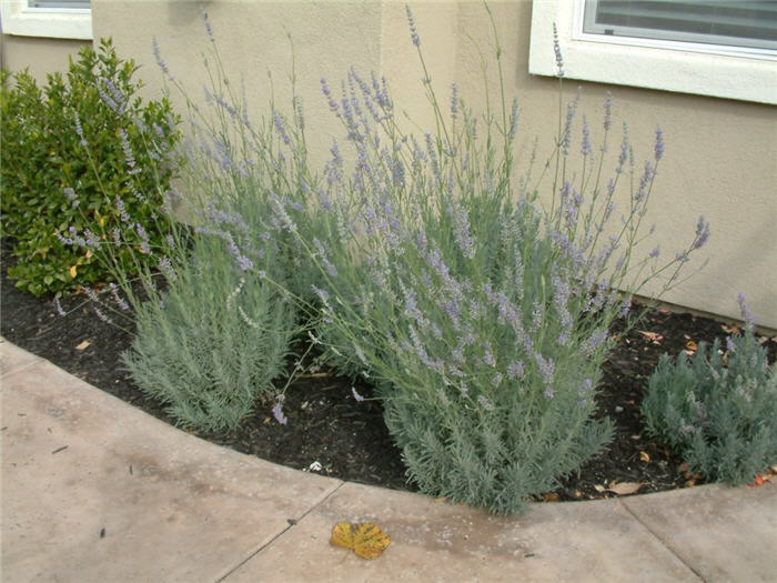 Hedge Lavender, Lavandin