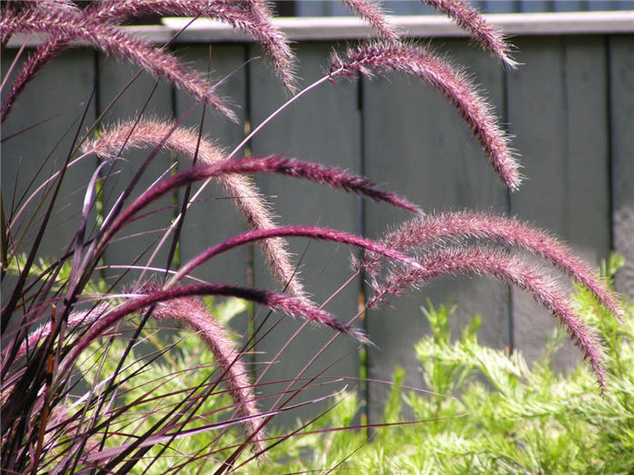 Plant photo of: Pennisetum 'Rubrum'