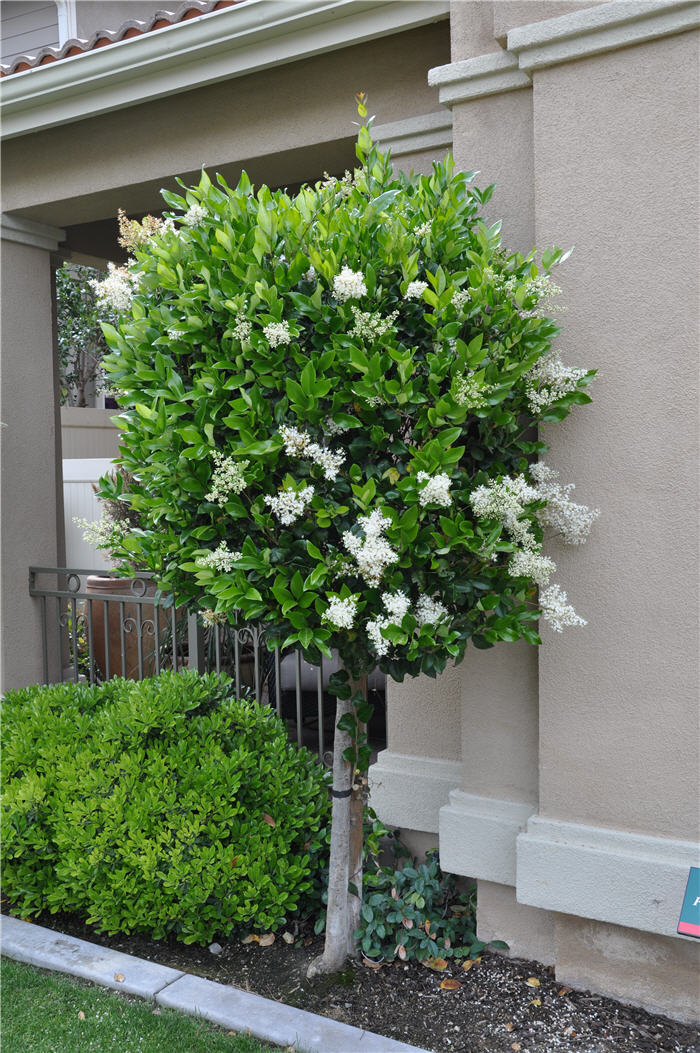 Ligustrum japonicum 'Texanum'