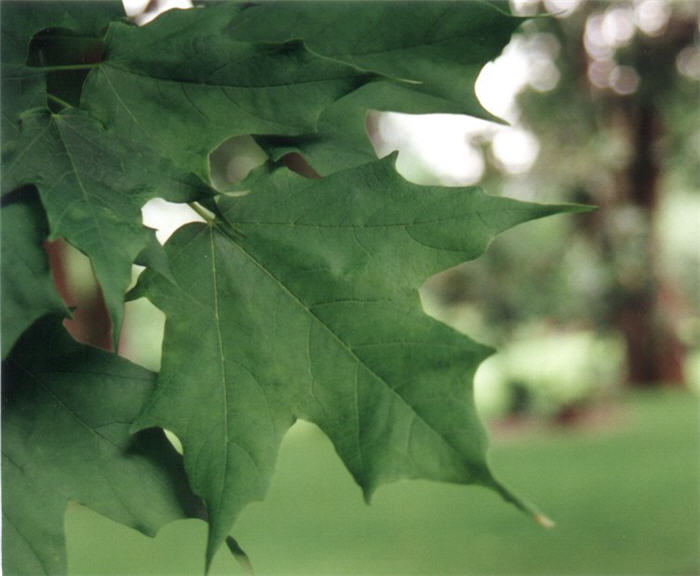 Plant photo of: Acer saccharum
