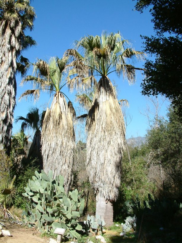 Plant photo of: Washingtonia filifera
