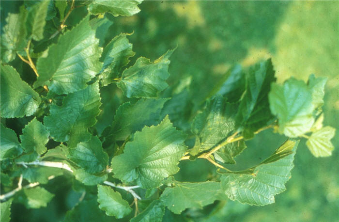 Plant photo of: Corylus colurna