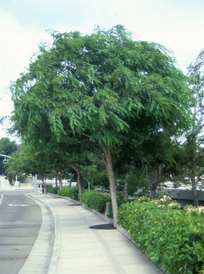 Tipu Tree, Rosewood