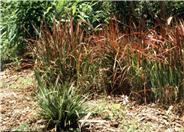 Imperata cylindrica 'Rubra'