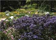 Ceanothus 'Julia Phelps'