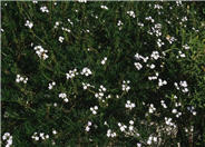 Verbena peruviana 'White'