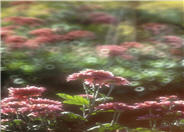 Chrysanthemum frutescens 'Pink Champagne
