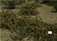 Fremontodendron 'Ken Taylor'