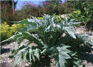 Cynara scolymus