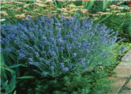 Lavandula angustifolia 'Lady'