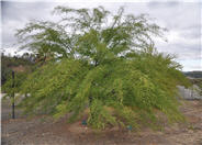 Cercidium floridum