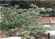 Lithocarpus densiflorus