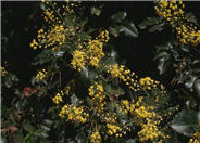 Berberis 'Golden Abundance'