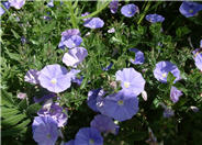 Convolvulus sabaticus