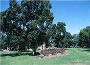 Quercus lobata