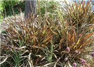 Phormium 'Jack Spratt'