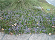 Scaevola albida 'Mauve Clusters'