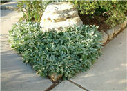 Stachys byzantina