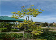 Diospyros kaki