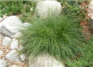 Carex praegracilis